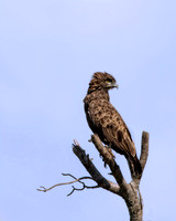 Brown Snake Eagle