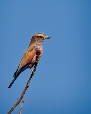 Purple Roller