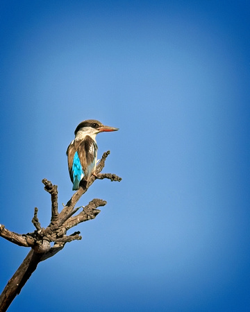 Brown Hooded Kingfisher