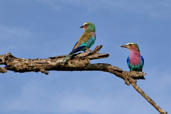 Lilac Breasted Roller