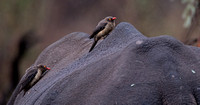 Red Billed Oxpecker