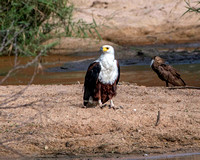 Fish Eagle/Hamerkop