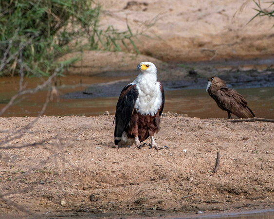 Fish Eagle/Hamerkop