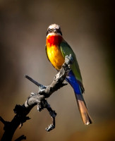 White Cheeked Bee Eater