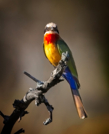 White Cheeked Bee Eater