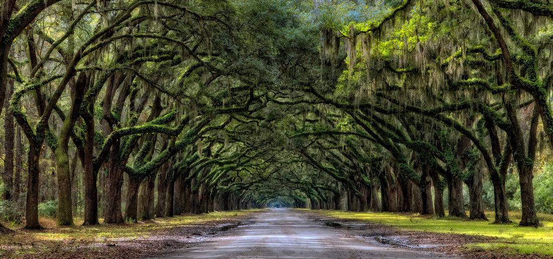 Wormsloe, Savannah, GA