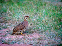 Francolin