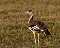 Denham's Bustard