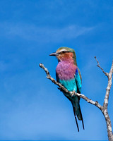 Lilac Breasted Roller