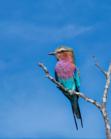 Lilac Breasted Roller