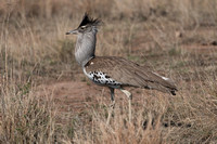 Kori Bustard