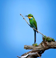 Swallow Tailed Bee Eater