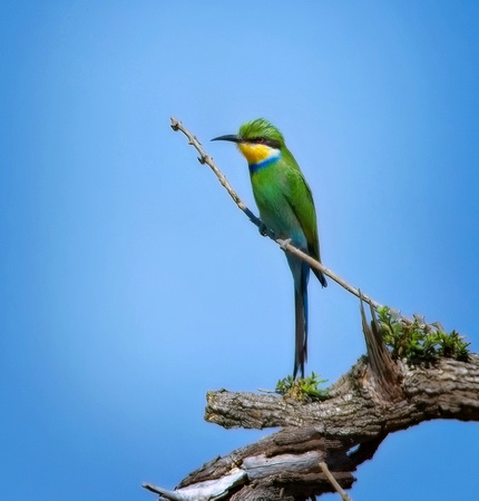 Swallow Tailed Bee Eater