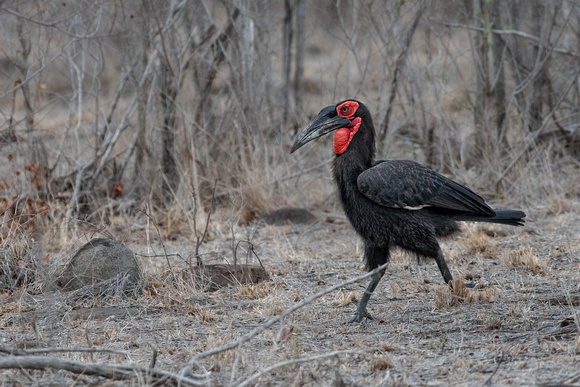 Southern Ground Hornbill