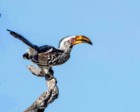 Yellow Billed Hornbill