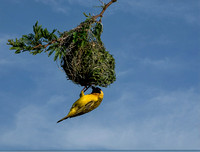 Southern Masked Weaver