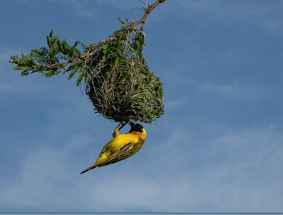 Southern Masked Weaver