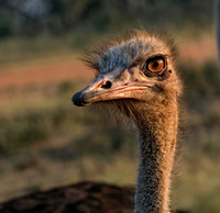 Ostrich