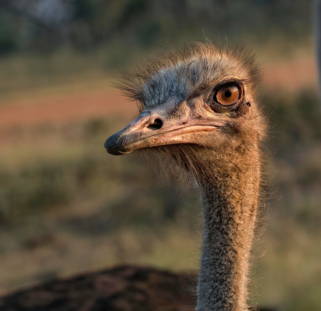 Ostrich