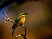 Little Bee Eater