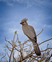 Grey Lourie "Go Away Bird"